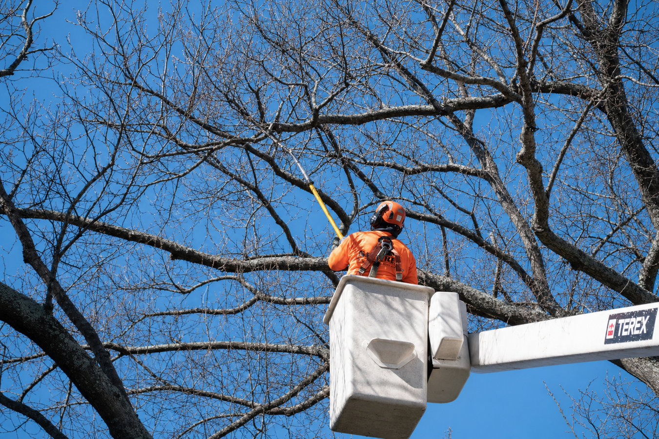 Tree Service in Beaumont, CA